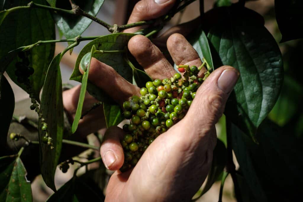 giá tiêu 13/07/2024