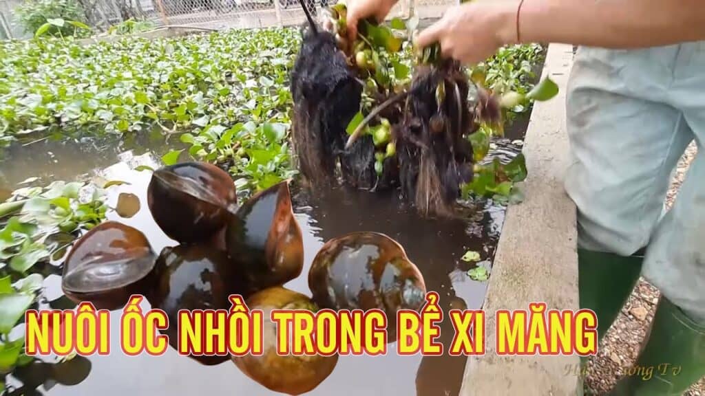 Nuôi Ốc Nhồi Trong Bể Xi Măng