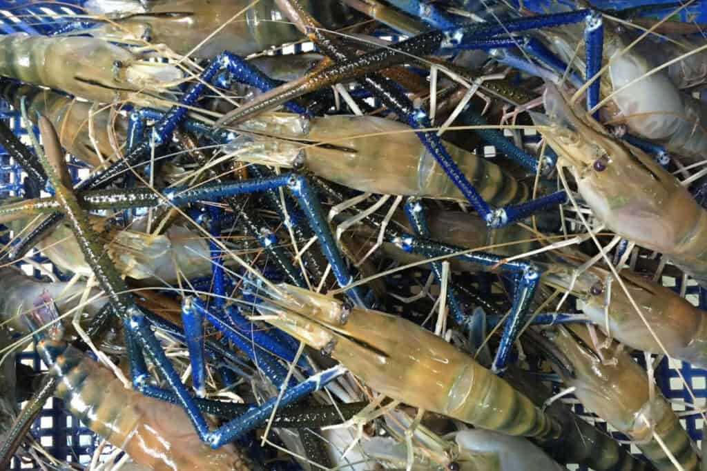 Nuôi Tôm Càng Xanh Toàn Đực