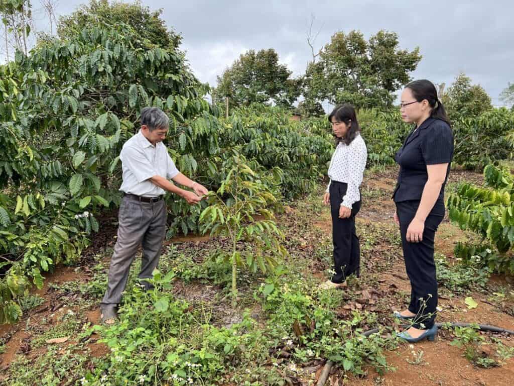 Phá rẫy cà phê để trồng sầu riêng