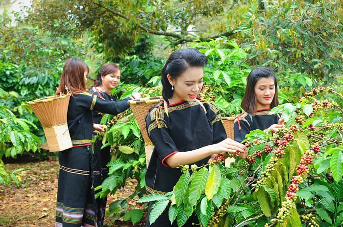 Du lịch cà phê