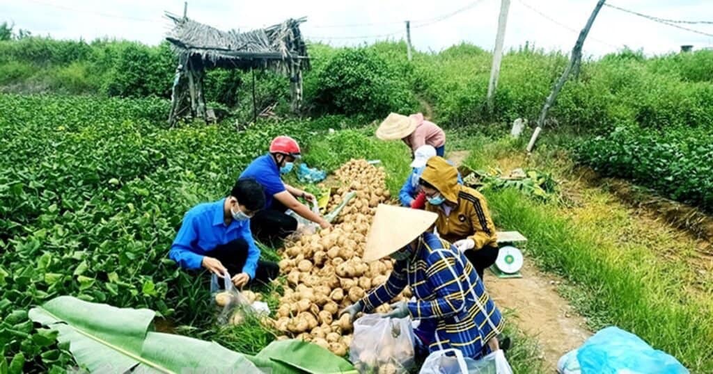 nông nghiệp Việt