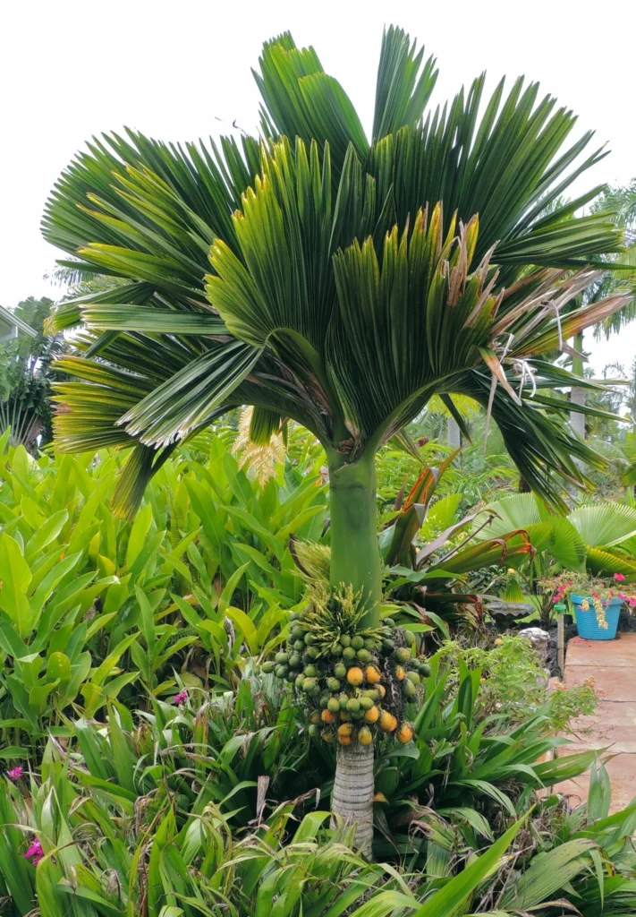 Bệnh vàng lá chết chậm trên cây cau