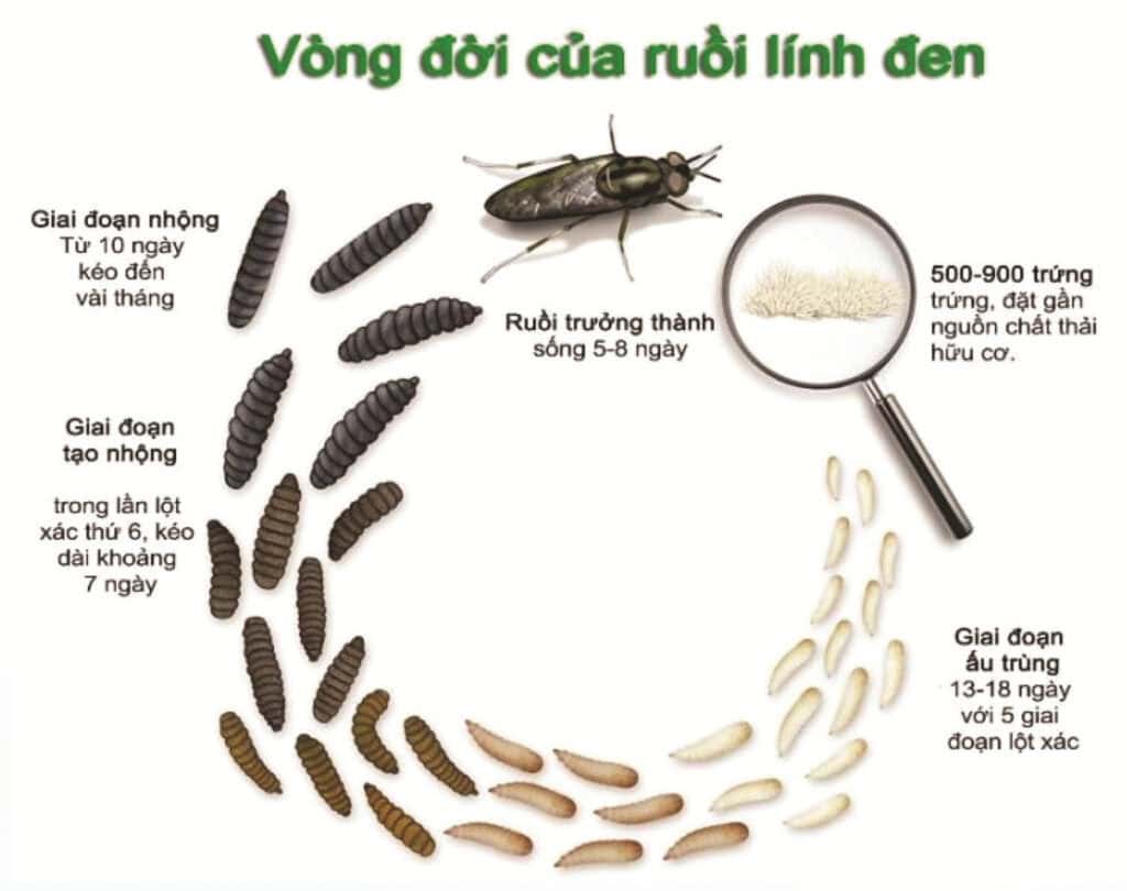 ruồi lính đen