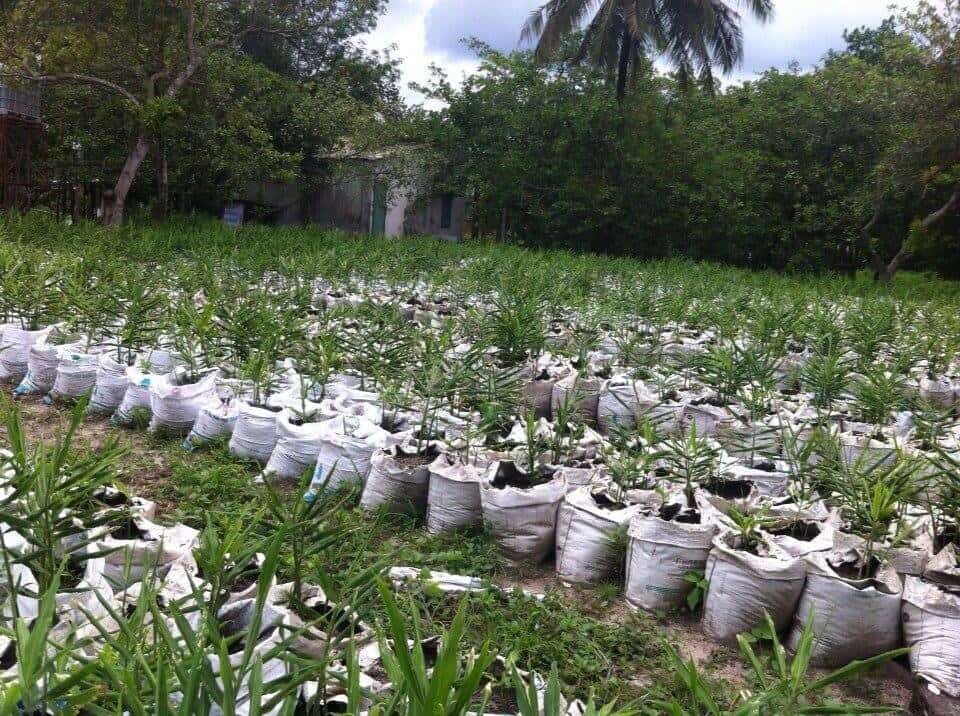 trồng gừng trong bao