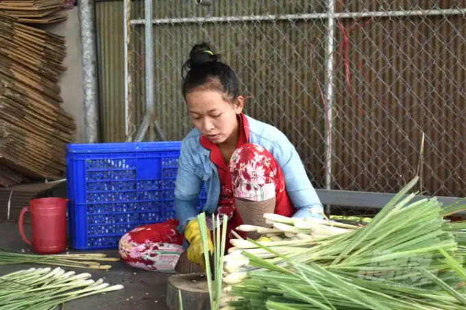 sả chanh