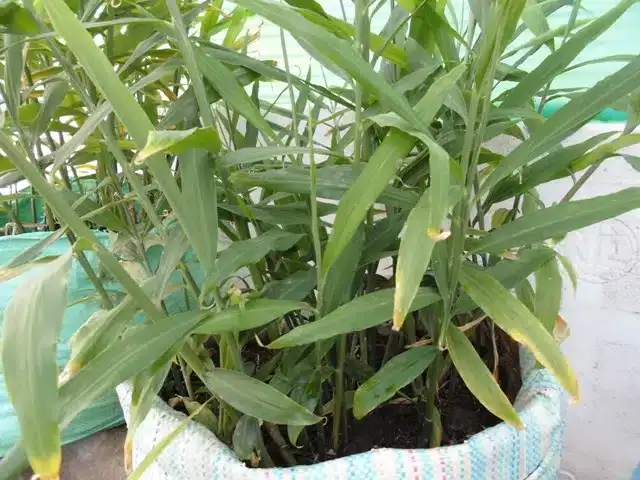 trồng gừng trong bao