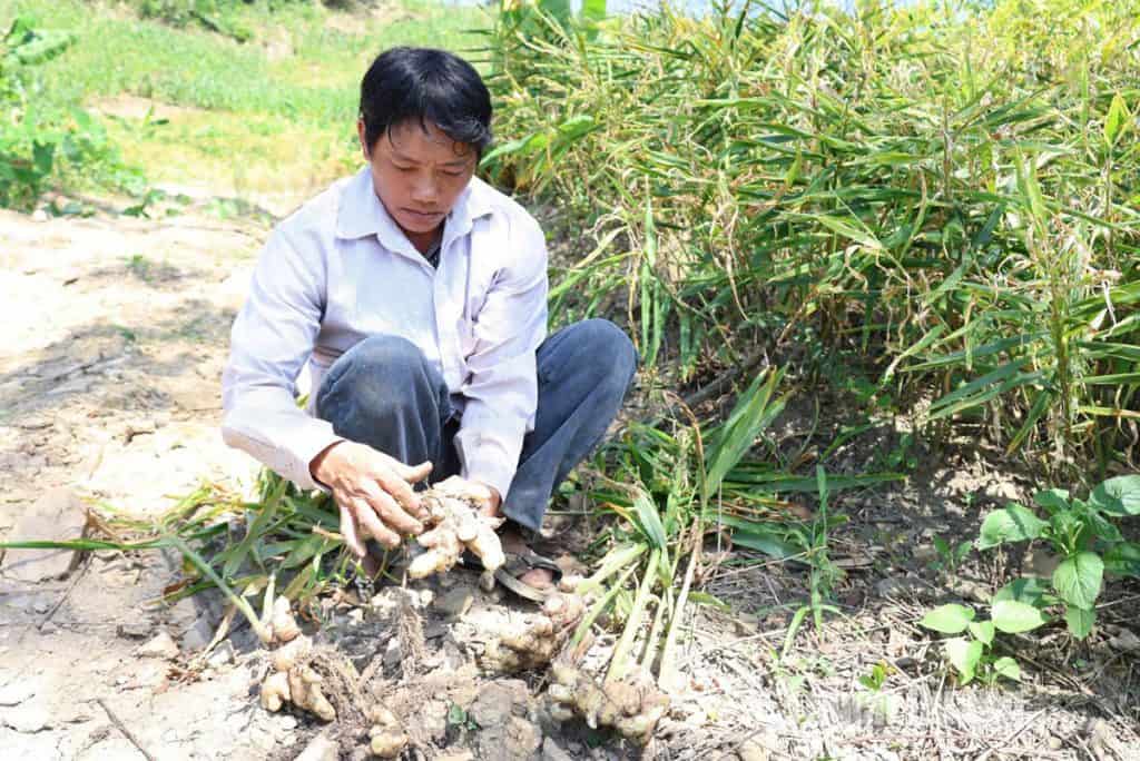 trồng gừng trong bao