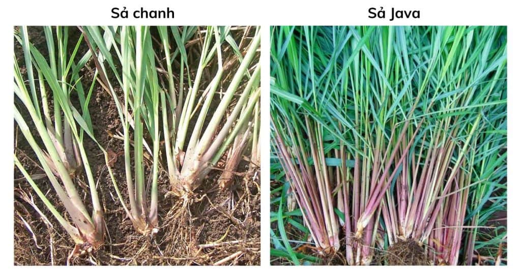 sả chanh vs sả Java