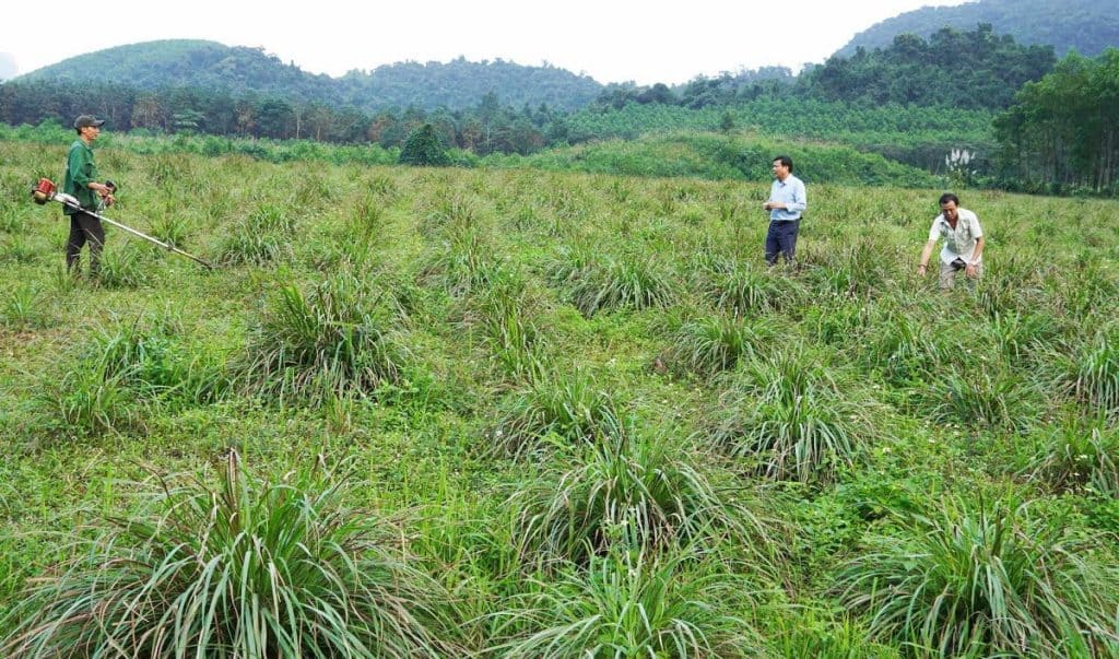 sả chanh