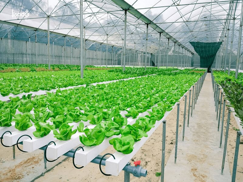 chi phí làm nhà lưới 100m2