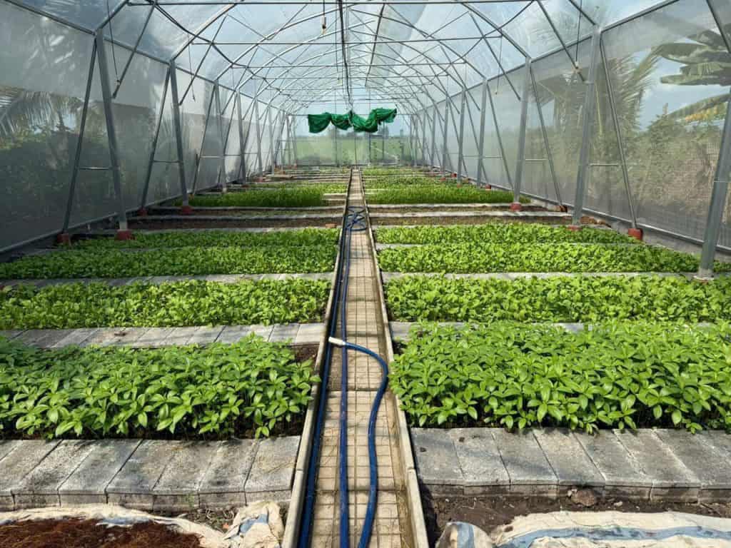 chi phí làm nhà lưới 100m2