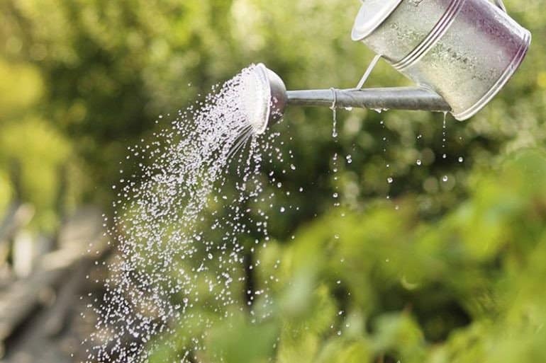 Cách xử lý nước phèn để tưới cây bằng bể lọc tại nhà