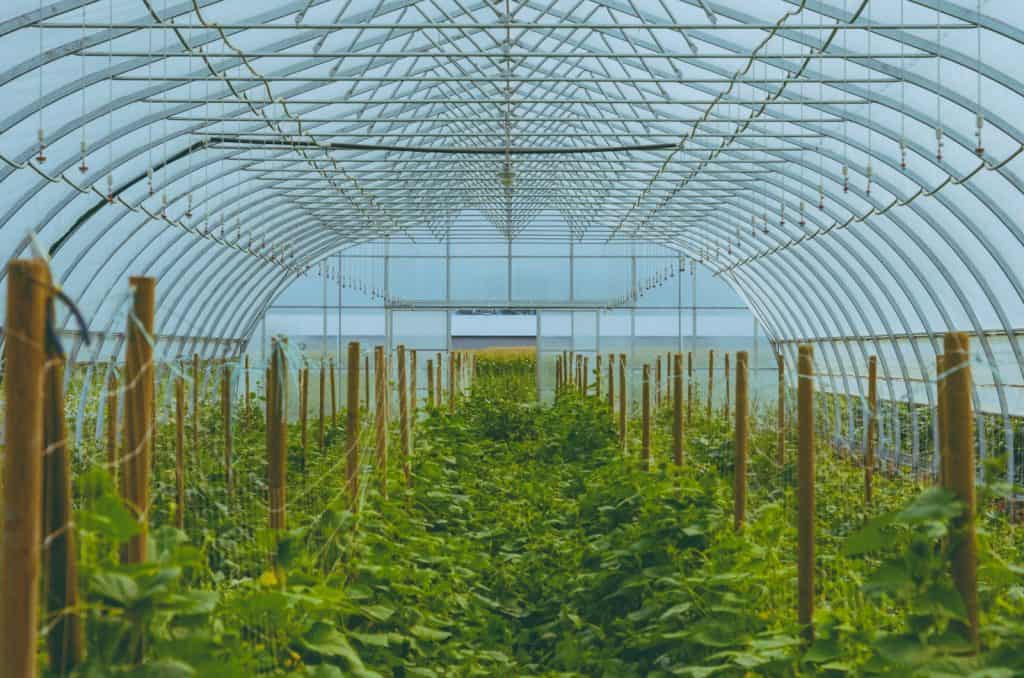 chi phí làm nhà lưới 100m2