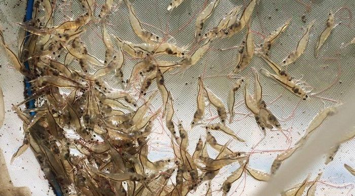 phát triển nuôi tôm chân trắng
