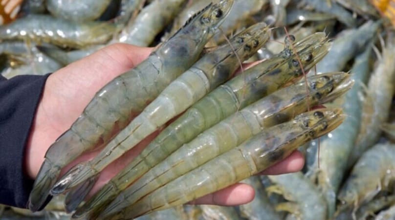 tôm thẻ chân trắng