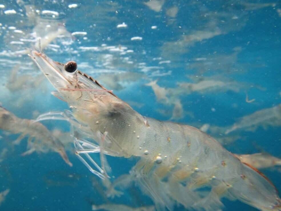 tôm thẻ chân trắng